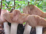 Mushrooms. Photo Credit: Alexander Lowry, Leggett, California.