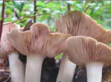 Mushrooms. Photo Credit: Alexander Lowry, Leggett, California.