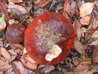 Mushroom with bite missing. Photo Credit: Alexander Lowry, Leggett, California.