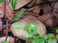 Tree frog on mushroom. Photo Credit: Alexander Lowry, Leggett, California.