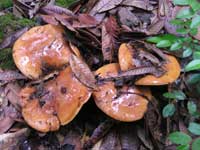 Orange mushrooms. Photo Credit: Alexander Lowry, Leggett, California.