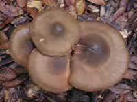 Taupe mushrooms. Photo Credit: Alexander Lowry, Leggett, California.