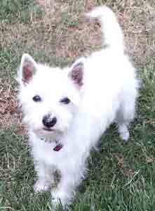 Claire, our West Highland White Terrior. Claire, our West Highland White Terrior.